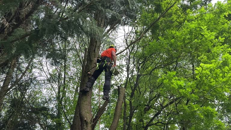 Best Lawn Dethatching  in Mckinley, PA